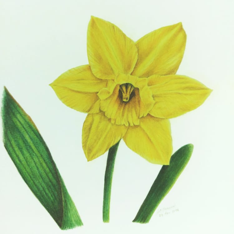 Jonquil