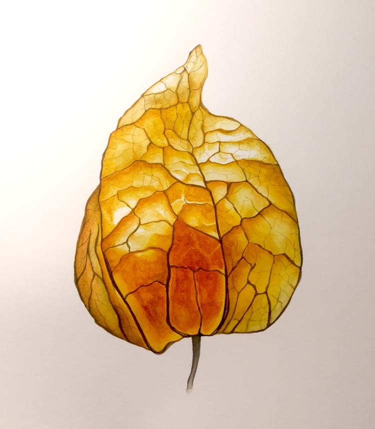 Physallis