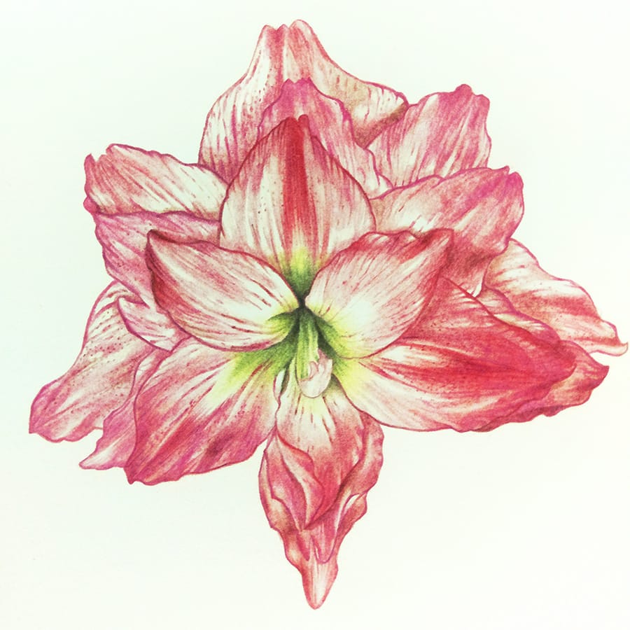 Amaryllis Flower