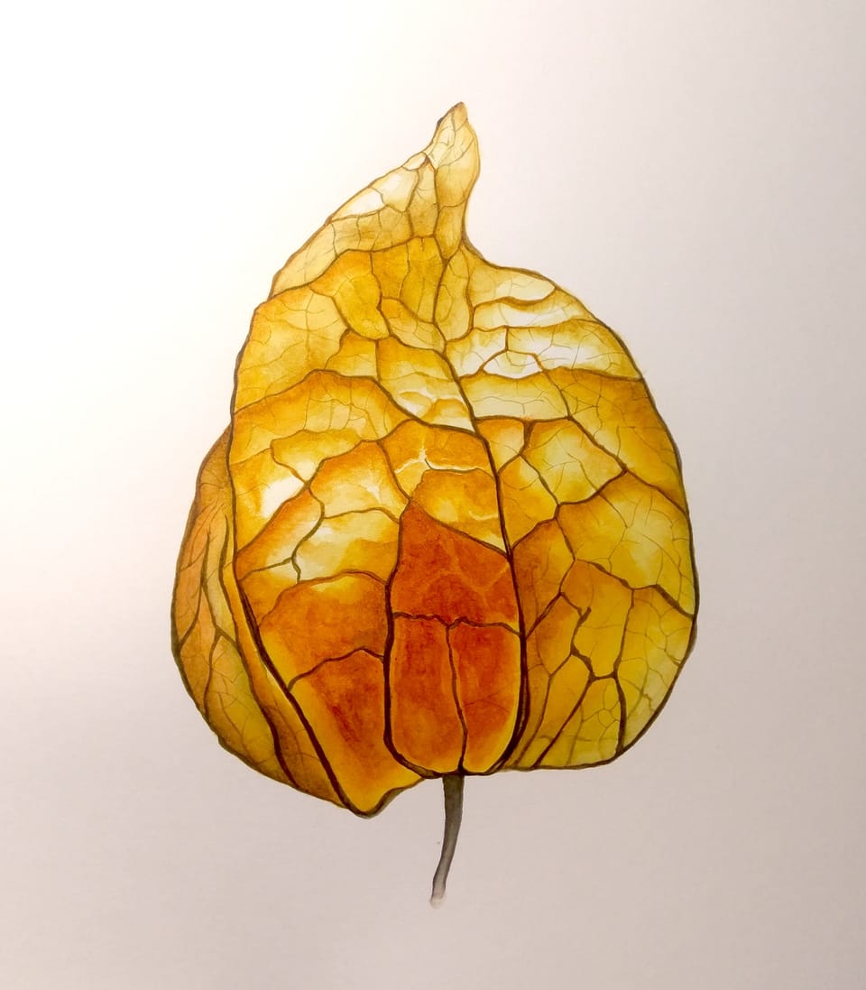 Physallis